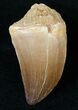 Mosasaur (Prognathodon) Tooth #13782-1